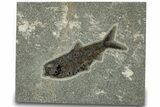 Detailed Fossil Fish (Knightia) - Wyoming #314020-1